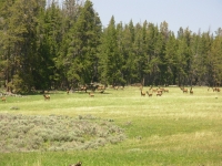 More elk
